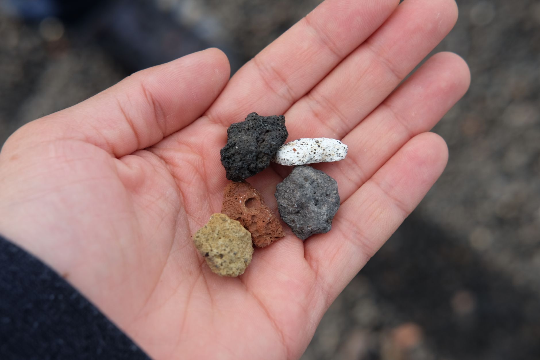 赤玉土、鹿沼土、腐葉土。何が違うのか