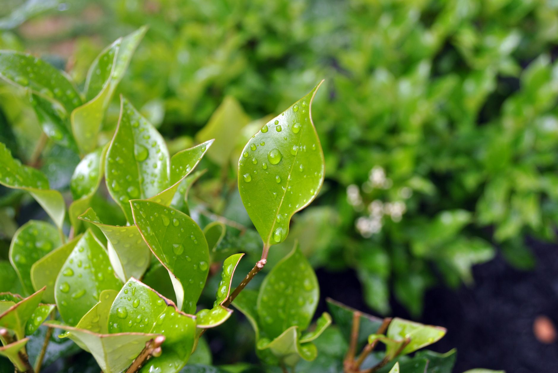 梅雨に、根が腐る理由