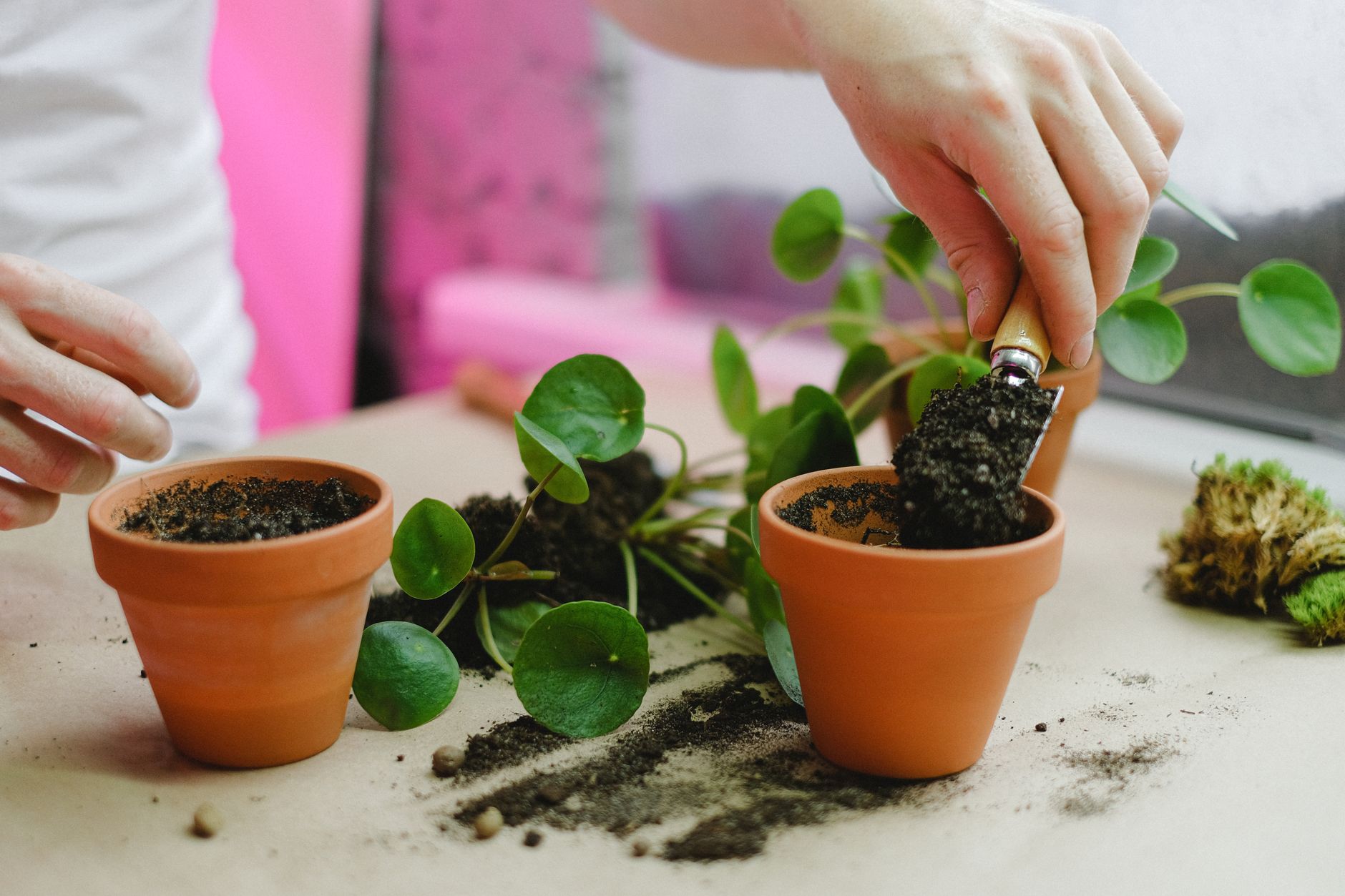 春の植え替え、鉢はひとまわり大きく